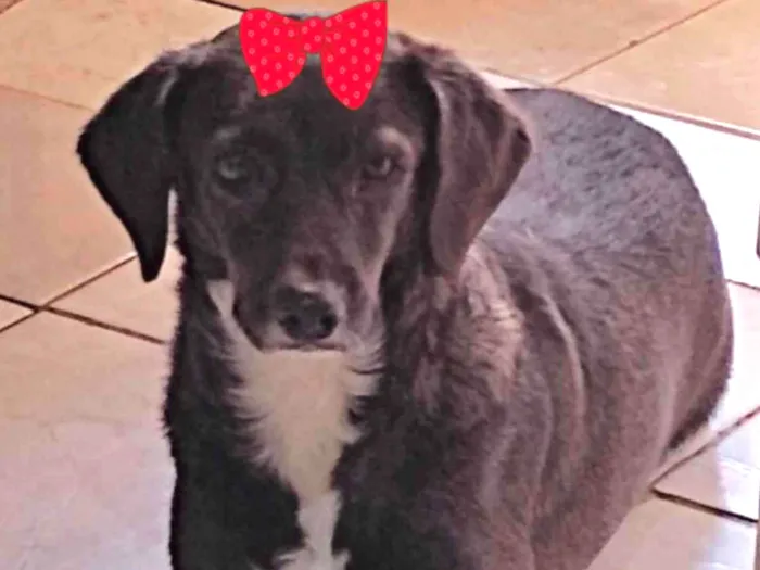 Cachorro ra a Mestiça  idade 4 anos nome Esmeralda 