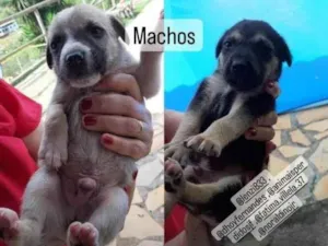 Cachorro raça SRD idade 2 a 6 meses nome Filhotes
