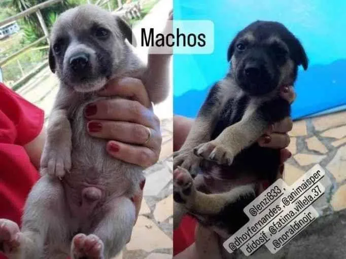 Cachorro ra a SRD idade 2 a 6 meses nome Filhotes