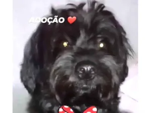 Cachorro raça Poodle idade 4 anos nome THEO