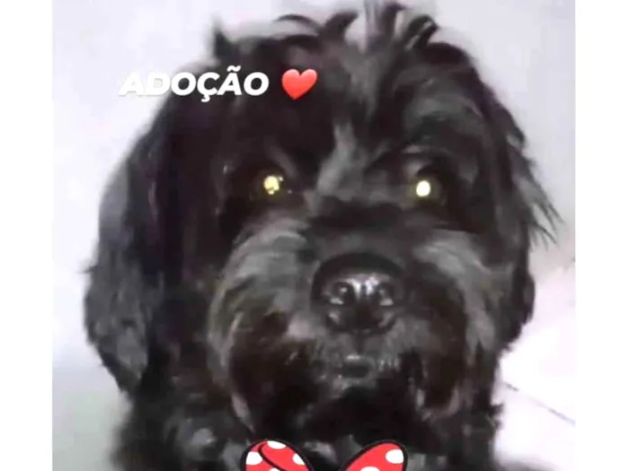 Cachorro ra a Poodle idade 4 anos nome THEO