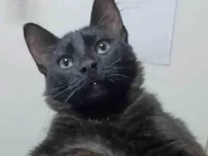 Gato raça srd idade 7 a 11 meses nome SANSÃO 