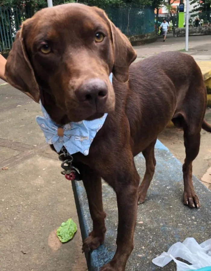 Cachorro ra a Mix labrador retrivier  idade 2 anos nome Chico