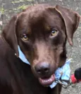 Chico