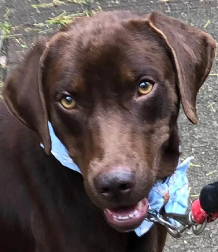 Cachorro ra a Mix labrador retrivier  idade 2 anos nome Chico