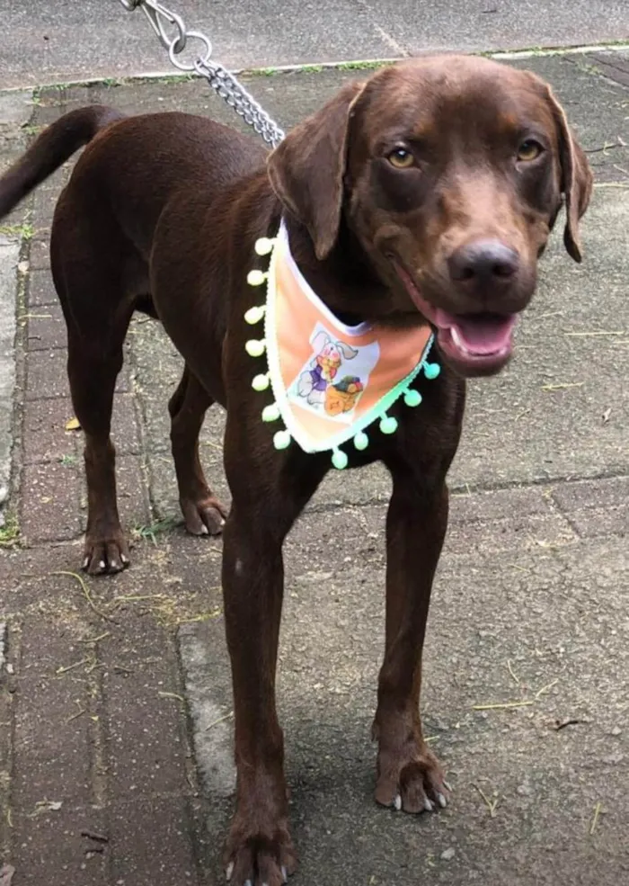 Cachorro ra a Mix labrador retrivier  idade 2 anos nome Chico