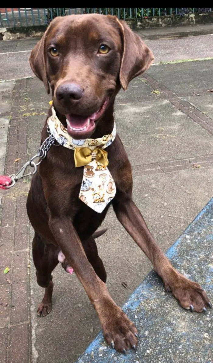 Cachorro ra a Mix labrador retrivier  idade 2 anos nome Chico
