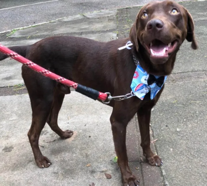 Cachorro ra a Mix labrador retrivier  idade 2 anos nome Chico
