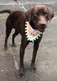 Chico