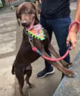 Chico