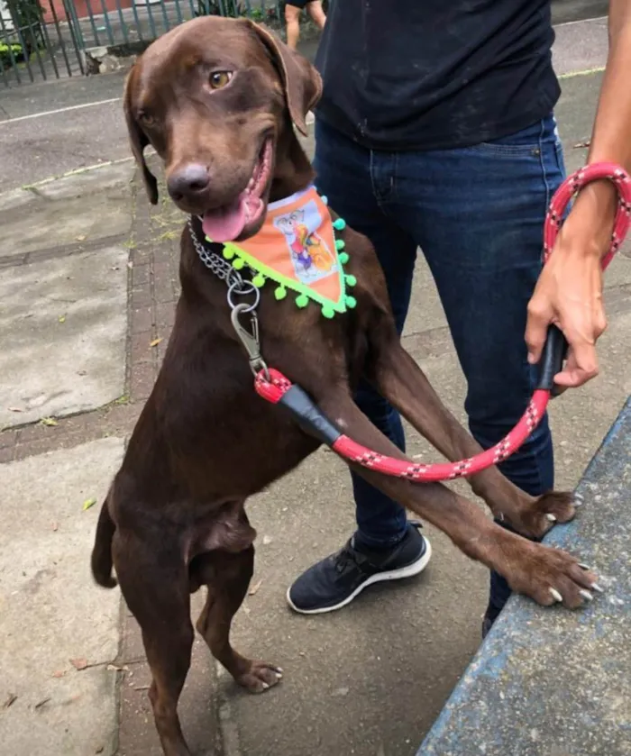 Cachorro ra a Mix labrador retrivier  idade 2 anos nome Chico