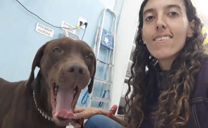 Cachorro ra a Mix labrador retrivier  idade 2 anos nome Chico