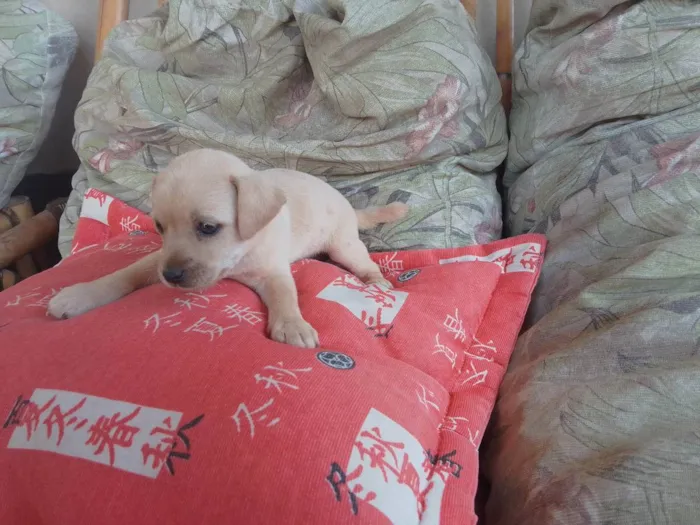 Cachorro ra a Indefinido/ idade Abaixo de 2 meses nome Filhote