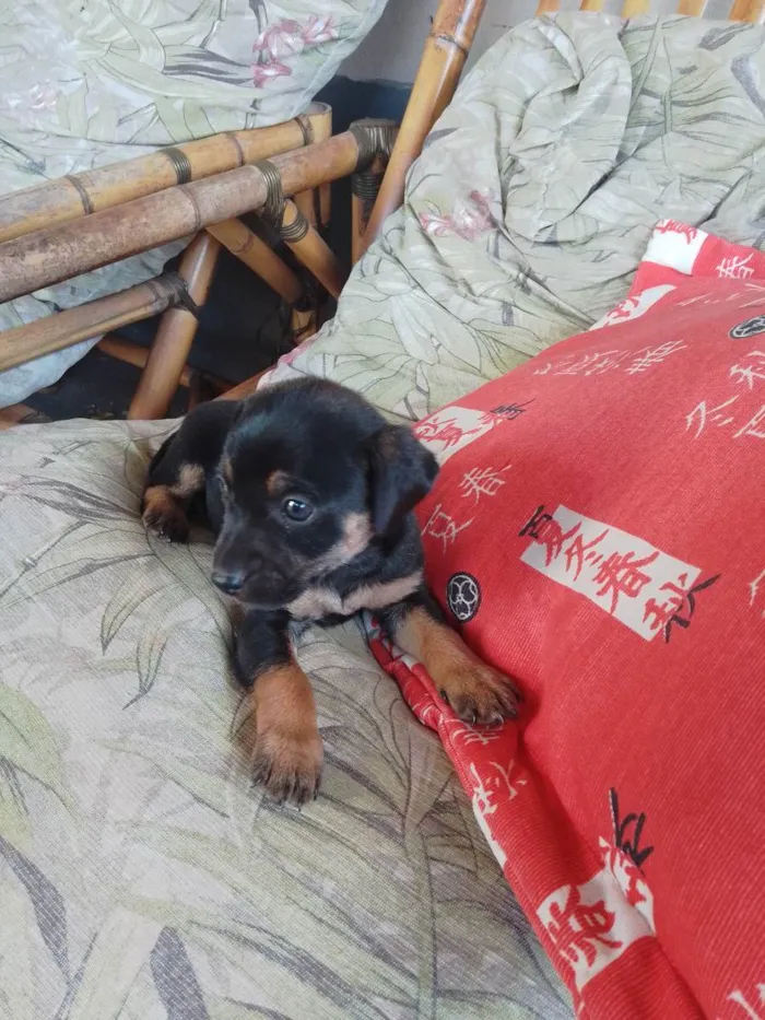 Cachorro ra a Indefinido/ idade Abaixo de 2 meses nome Filhote