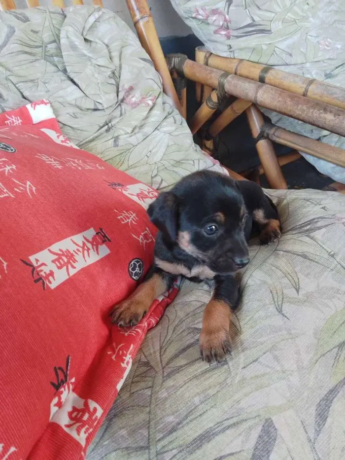 Cachorro ra a Indefinida idade Abaixo de 2 meses nome Sem nome