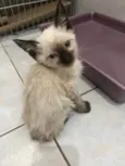 Gato raça Siameses  idade 2 a 6 meses nome Sem Nome