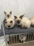 Gato raça Siameses  idade 2 a 6 meses nome Sem Nome