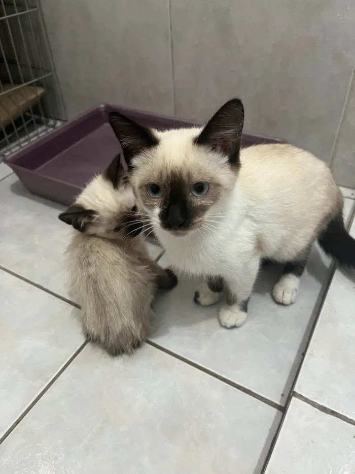 Gato raça Siameses  idade 2 a 6 meses nome Sem Nome