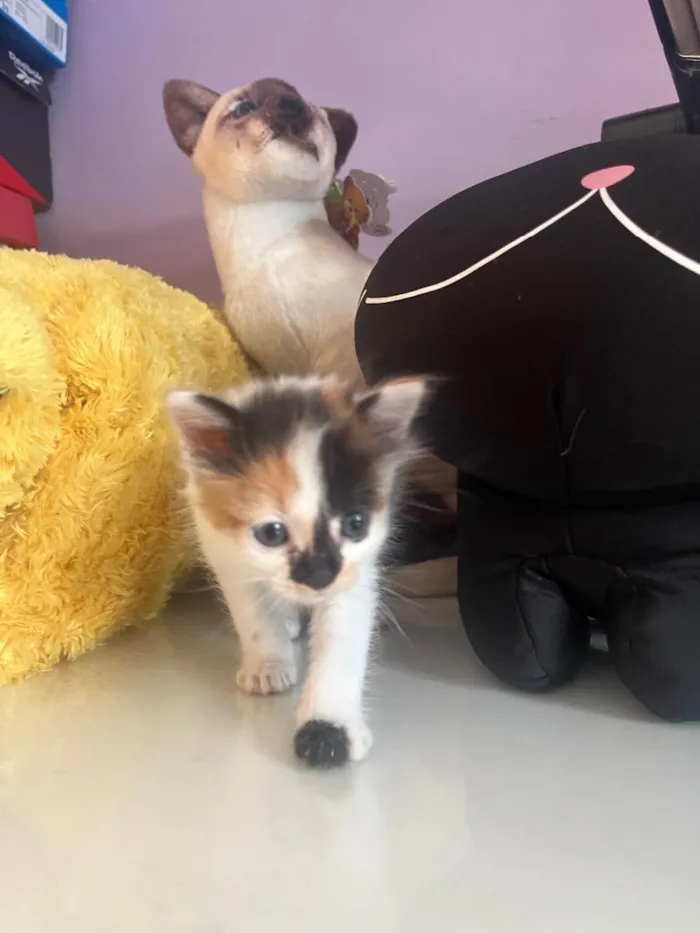 Gato raça SRD  idade Abaixo de 2 meses nome Sem Nome