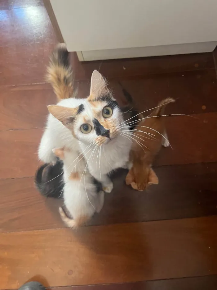 Gato raça SRD  idade Abaixo de 2 meses nome Sem Nome