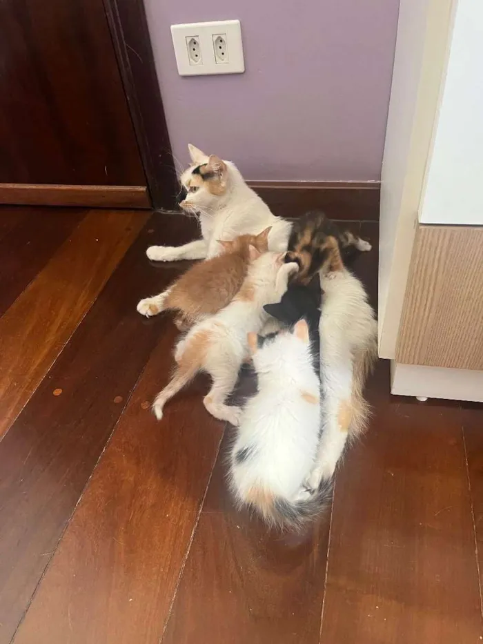 Gato raça SRD  idade Abaixo de 2 meses nome Sem Nome