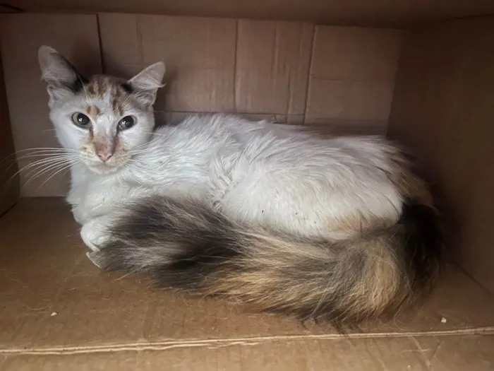 Gato raça SRD idade 7 a 11 meses nome Sem Nome