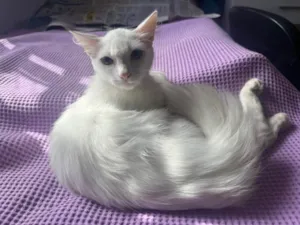 Gato raça SRD idade 7 a 11 meses nome Sem Nome