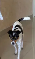 Cachorro raça Fox Paulistinha  idade 2 anos nome Jack