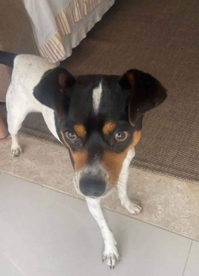 Cachorro raça Fox Paulistinha  idade 2 anos nome Jack