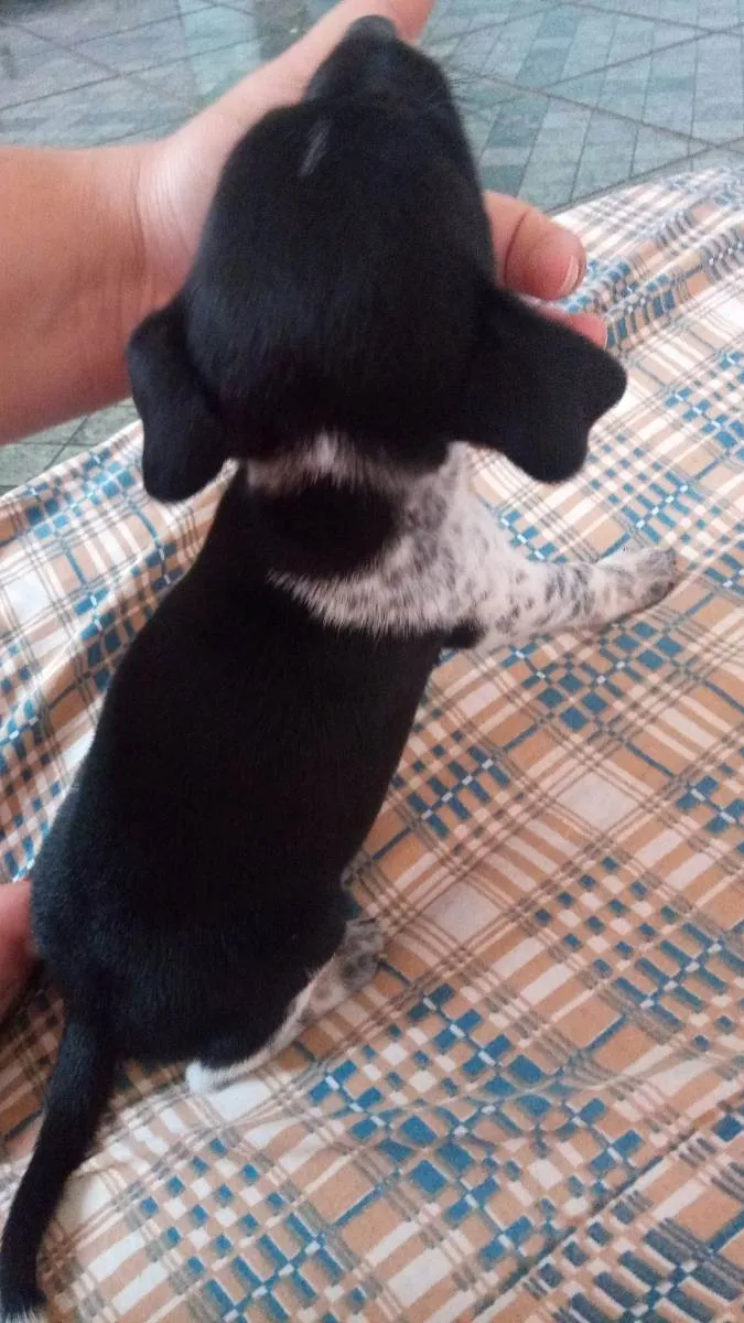 Cachorro ra a Vira lata idade Abaixo de 2 meses nome Vanusa (eu coloquei 