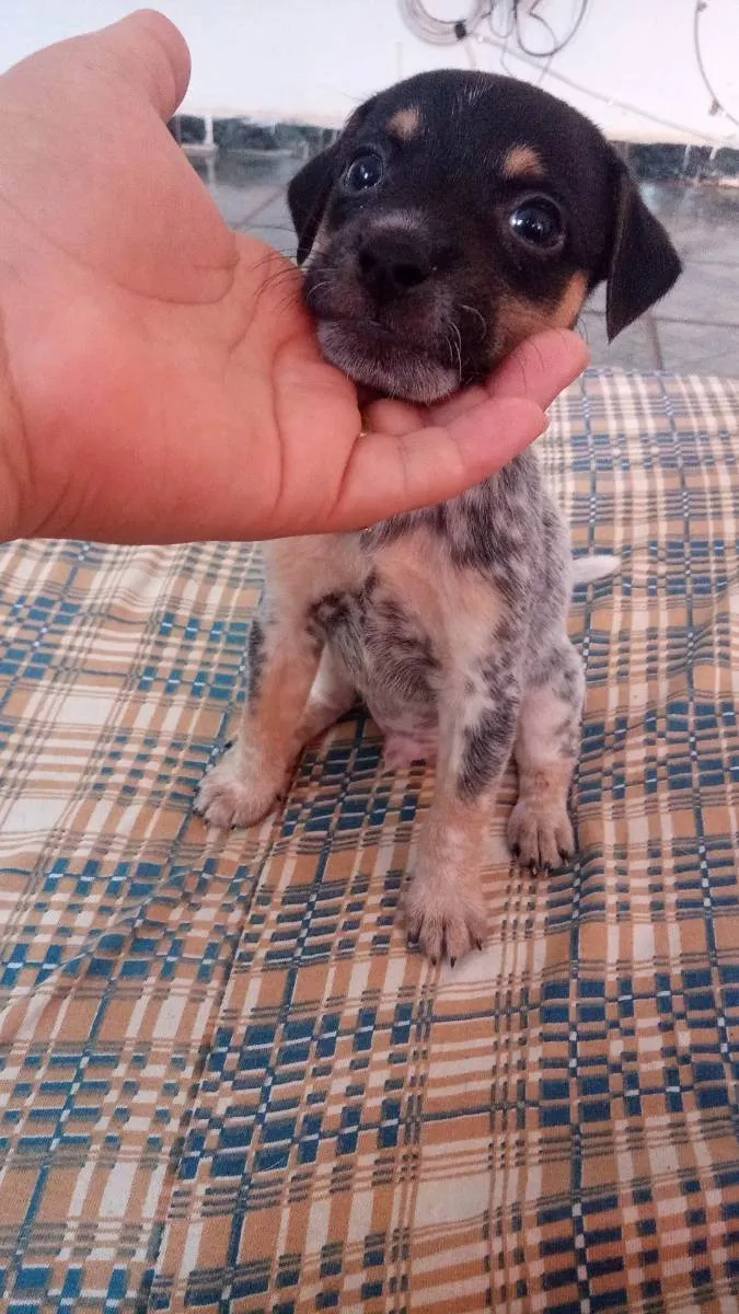 Cachorro ra a Vira lata idade Abaixo de 2 meses nome Vitu