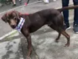 Chico