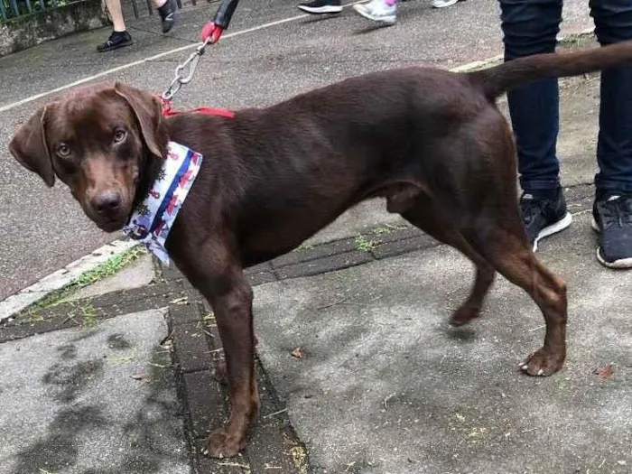 Cachorro ra a Mix labrador retrivier  idade 2 anos nome Chico