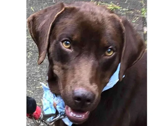 Cachorro ra a Mix labrador retrivier  idade 2 anos nome Chico