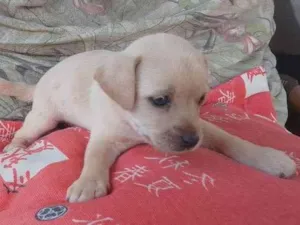 Cachorro raça Indefinido/ idade Abaixo de 2 meses nome Filhote