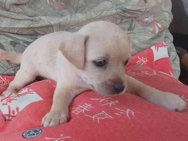 Cachorro ra a Indefinido/ idade Abaixo de 2 meses nome Filhote