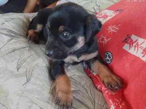 Cachorro raça Indefinida idade Abaixo de 2 meses nome Sem nome
