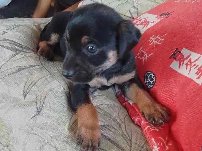 Cachorro ra a Indefinida idade Abaixo de 2 meses nome Sem nome