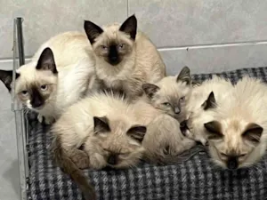 Gato raça Siameses  idade 2 a 6 meses nome Sem Nome
