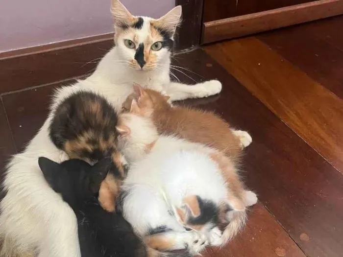 Gato raça SRD  idade Abaixo de 2 meses nome Sem Nome