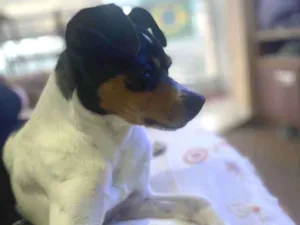 Cachorro raça Fox Paulistinha  idade 2 anos nome Jack