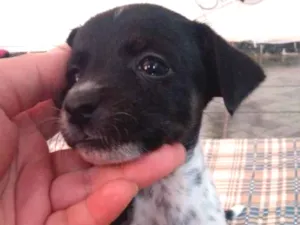 Cachorro raça Vira lata idade Abaixo de 2 meses nome Vanusa (eu coloquei 