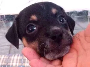 Cachorro raça Vira lata idade Abaixo de 2 meses nome Vitu