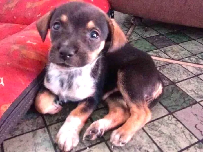 Cachorro ra a Vira lata idade Abaixo de 2 meses nome Não tem ainda 