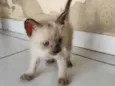 gato 1