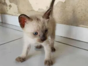 Gato raça siames/viralata idade Abaixo de 2 meses nome gato 1