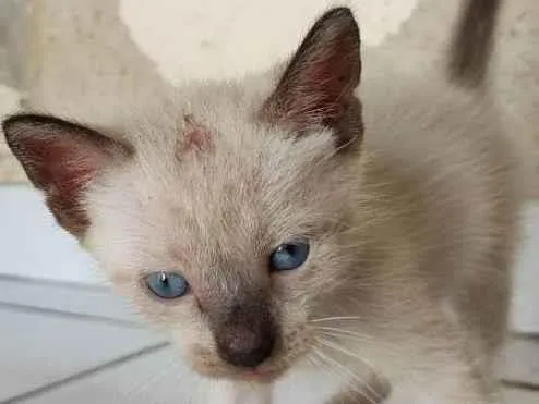 Gato ra a siames/viralata idade Abaixo de 2 meses nome gato 1