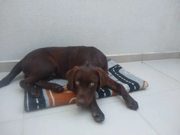 Cachorro ra a Labrador  idade 2 a 6 meses nome Bob