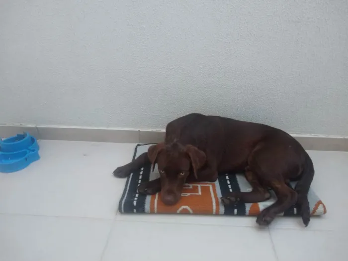 Cachorro ra a Labrador  idade 2 a 6 meses nome Bob