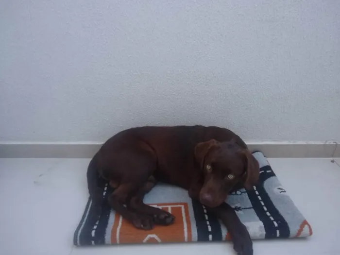 Cachorro ra a Labrador  idade 2 a 6 meses nome Bob